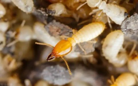 专业灭白蚁的方法和技巧