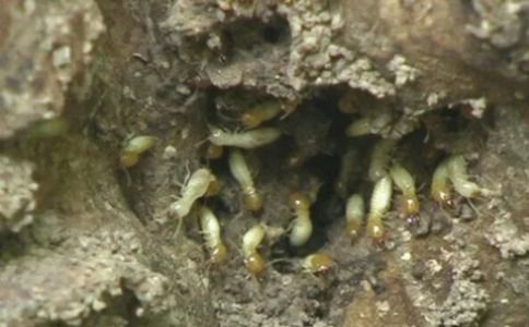 十年防治经验！白蚁如何早发现、早处理？