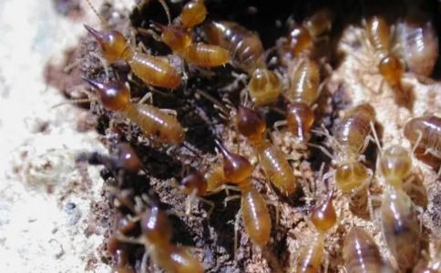 白蚁防治中心：如何有效预防和治理白蚁？