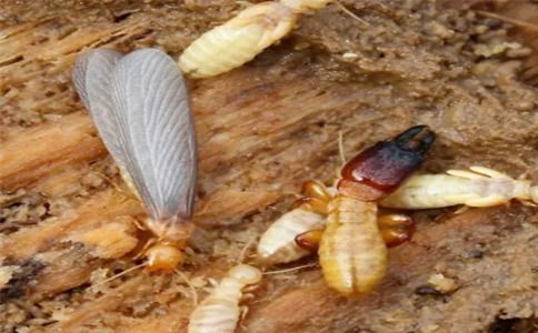 如何有效灭白蚁？