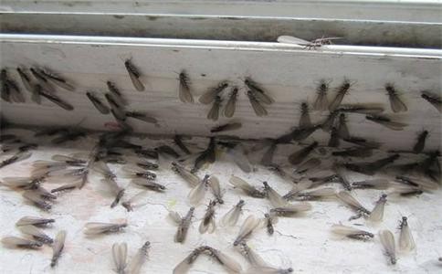 别墅白蚁如何防治？找准原因和有效方法