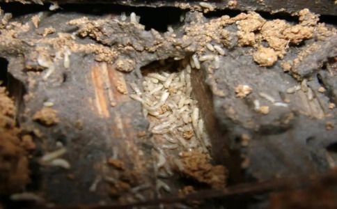 如何有效防治白蚁？实用技巧让你远离白蚁困扰
