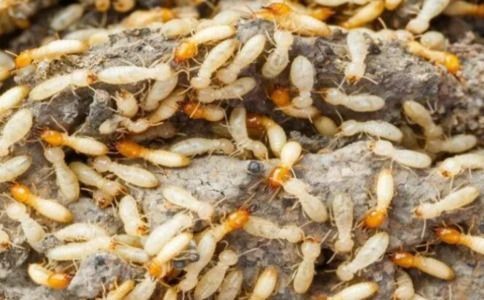 收费贵吗？专业灭白蚁上门检查处理