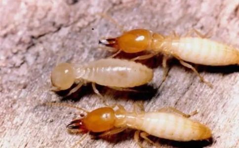 家里有白蚁怎么办？超全防治方法教你轻松应对，守护居家安全
