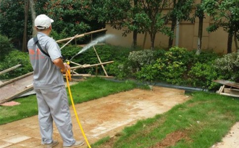 白蚁千万别乱喷药!专业灭治三大要点,教你判断家里是否有蚁害