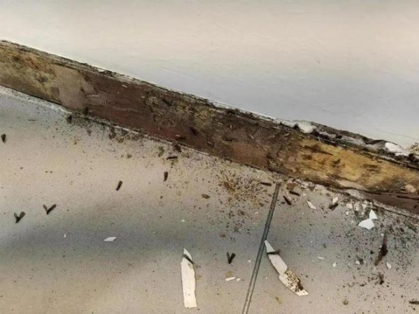 上门灭白蚁多少钱一次 2026最新报价与避坑指南