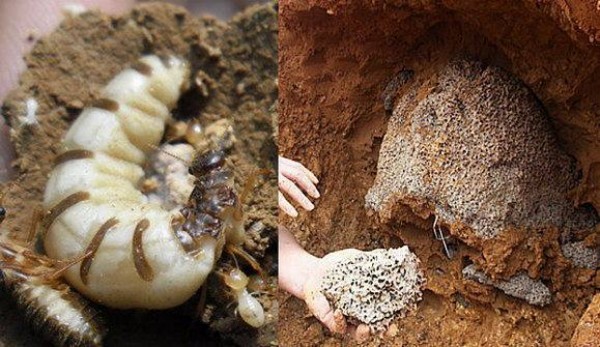 白蚁防治药物别乱喷！广州住建局教你雨季正确防白蚁