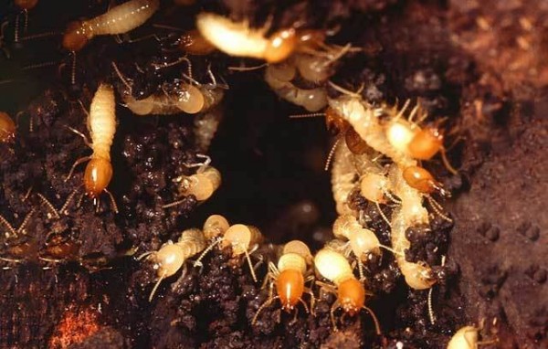 白蚁防治公司靠谱吗？技术好不好？专业老师傅给你讲