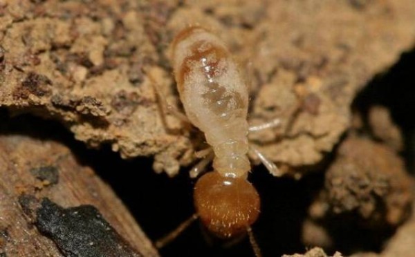 家里有白蚁怎么办？教你从识别到防治，用对方法才有效