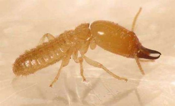 长沙白蚁防治指南：三步紧急处理，专业公司根除隐患