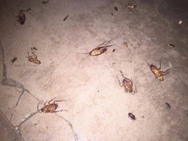 上门灭白蚁究竟多少钱?解析按面积与包年收费,教你如何划算选择