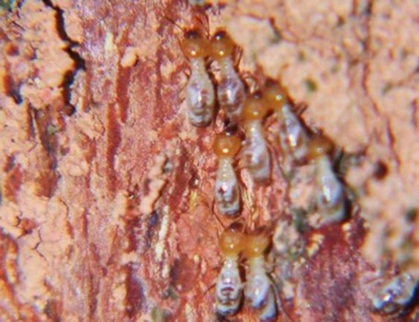 灭白蚁公司如何选？正规除白蚁收费与防坑指南