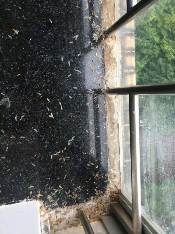 了解白蚁防治费用！灭白蚁花费多少才合适？