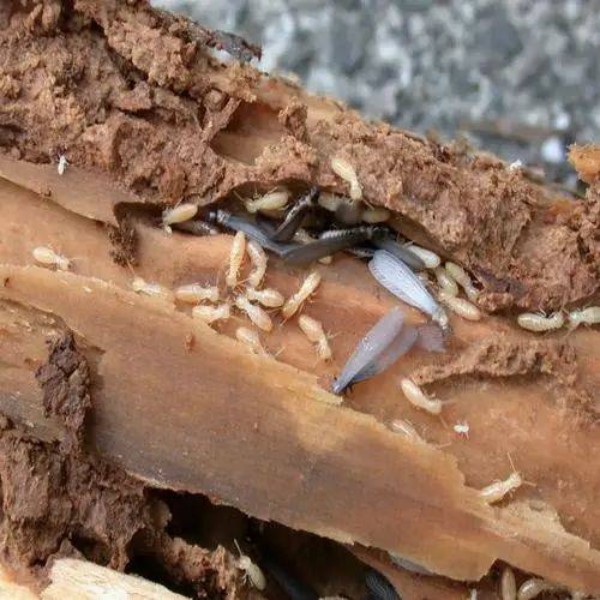 白蚁防治费用到底要花多少钱？朋友被坑三次后终于搞明白了