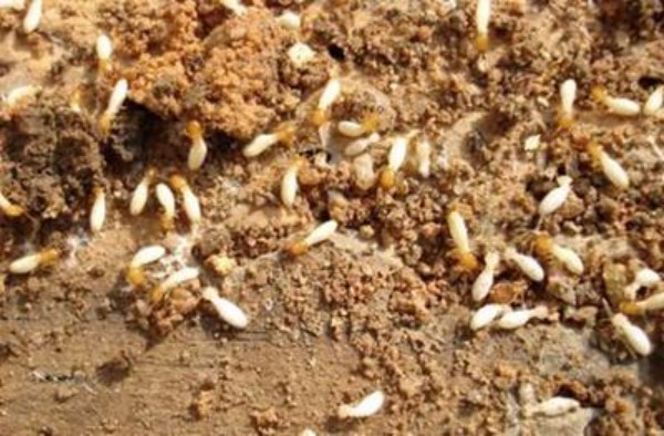 上海白蚁防治中心怎么选 正规机构上门灭治价格收费