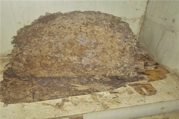 灭白蚁要多少钱？影响报价的三大关键因素与费用构成解析