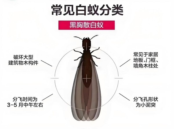 白蚁防治指南：如何识别和灭除家中白蚁