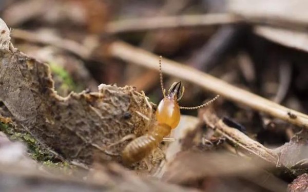 白蚁防治关联财产安全,如何挑选及运用灭白蚁公司服务?