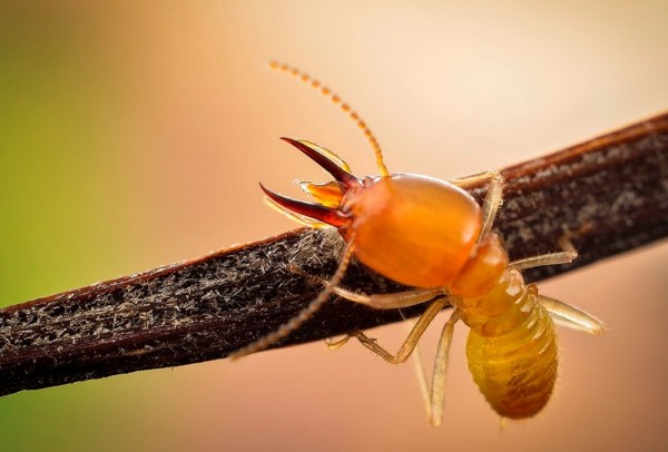 白蚁灭治：如何预防与根除？专家解析家庭防治全攻略