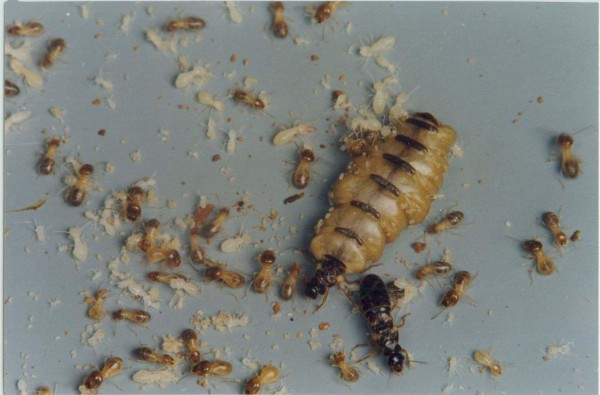 如何挑选靠谱的灭白蚁公司?专业辨别与避坑全指南