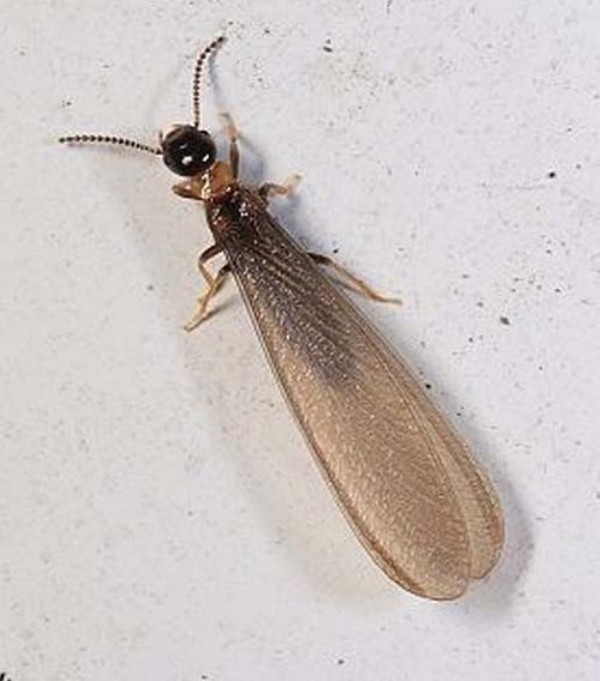 家里发现白蚁怎么办？防治白蚁的正确方法