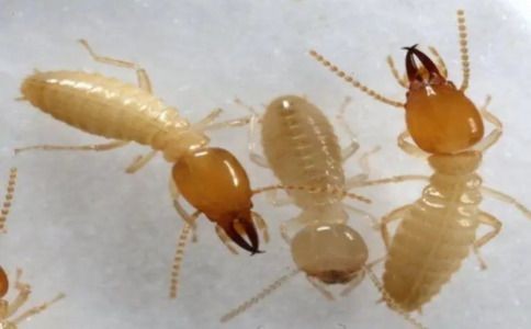 上门坐地起价、无质保!上海白蚁消杀常见骗局与维权方式-1